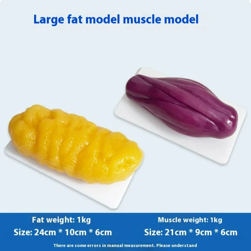 Nutrition For Health Fitness & Sport Melvin Williams - แบบจำลองกล้ามเนื้อและไขมันของมนุษย์ ศูนย์ฟิตเนสด้านโภชนาการและการลดน้ำหนัก วิทยาศาสตร์และโภชนาการ แบบจำลองไขมัน